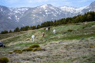 Sierra Nevada Ulusal Parkı, İspanya 'da ilkbaharda yeşil çayırdaki atlar