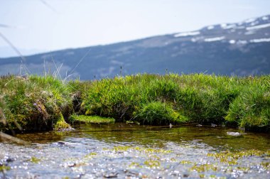 İlkbaharda eriyen kardan akan su akıntısı, Sierra Nevada, Endülüs, İspanya