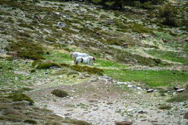 Sierra Nevada Ulusal Parkı, İspanya 'da ilkbaharda yeşil çayırdaki atlar
