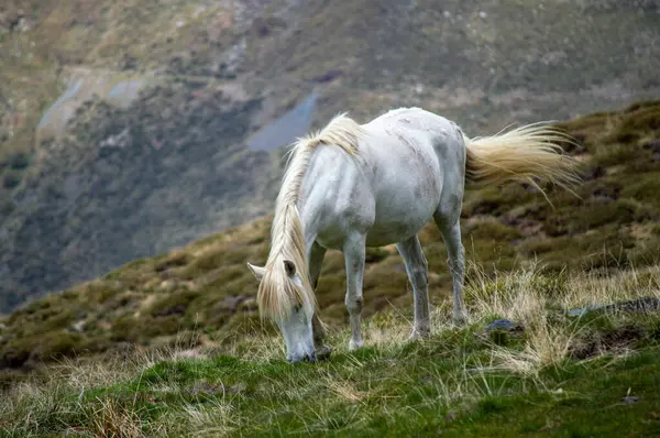 Sierra Nevada Ulusal Parkı, İspanya 'da ilkbaharda yeşil çayırdaki atlar