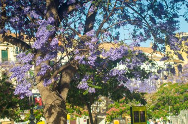 MALAGA, SPAIN - 28 Mayıs 2025: Jakaranda ağacı görkemli bir şekilde çiçek açıyor, canlı mor çiçekleri ile sokakları boyuyor ve İspanya 'nın Malaga kentinde doğal güzelliklere dokunuyor
