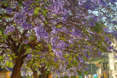 MALAGA, SPAIN - 28 Mayıs 2025: Jakaranda ağacı görkemli bir şekilde çiçek açıyor, canlı mor çiçekleri ile sokakları boyuyor ve İspanya 'nın Malaga kentinde doğal güzelliklere dokunuyor