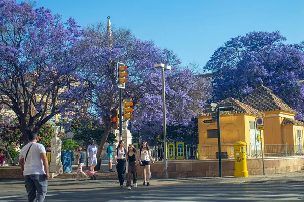 MALAGA, SPAIN - 28 Mayıs 2025: Jakaranda ağacı görkemli bir şekilde çiçek açıyor, canlı mor çiçekleri ile sokakları boyuyor ve İspanya 'nın Malaga kentinde doğal güzelliklere dokunuyor