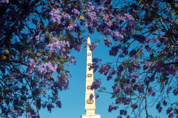 MALAGA, SPAIN - 28 Mayıs 2025: Jakaranda ağacı görkemli bir şekilde çiçek açıyor, canlı mor çiçekleri ile sokakları boyuyor ve İspanya 'nın Malaga kentinde doğal güzelliklere dokunuyor