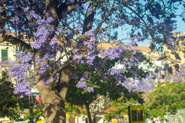 MALAGA, SPAIN - 28 Mayıs 2025: Jakaranda ağacı görkemli bir şekilde çiçek açıyor, canlı mor çiçekleri ile sokakları boyuyor ve İspanya 'nın Malaga kentinde doğal güzelliklere dokunuyor