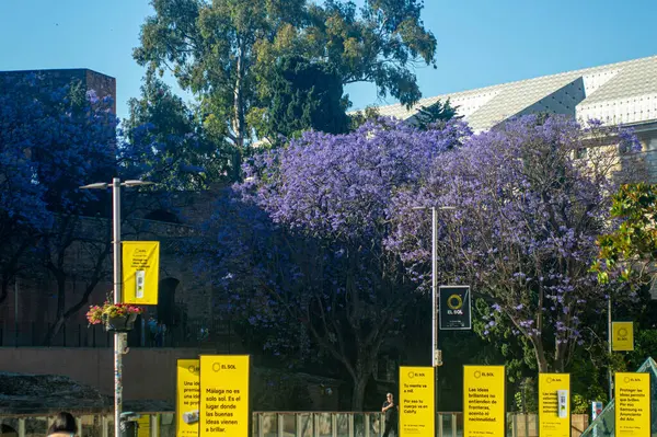 MALAGA, SPAIN - 28 Mayıs 2025: Jakaranda ağacı görkemli bir şekilde çiçek açıyor, canlı mor çiçekleri ile sokakları boyuyor ve İspanya 'nın Malaga kentinde doğal güzelliklere dokunuyor