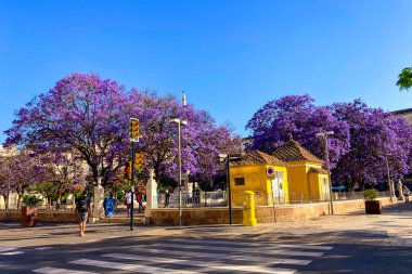 MALAGA, SPAIN - 28 Mayıs 2025: Jakaranda ağacı görkemli bir şekilde çiçek açıyor, canlı mor çiçekleri ile sokakları boyuyor ve İspanya 'nın Malaga kentinde doğal güzelliklere dokunuyor