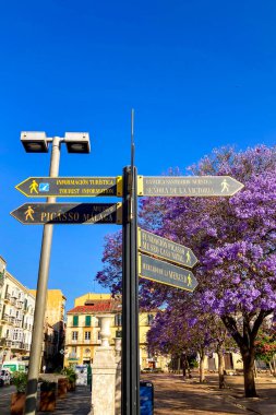 MALAGA, SPAIN - 28 Mayıs 2025: Jakaranda ağacı görkemli bir şekilde çiçek açıyor, canlı mor çiçekleri ile sokakları boyuyor ve İspanya 'nın Malaga kentinde doğal güzelliklere dokunuyor