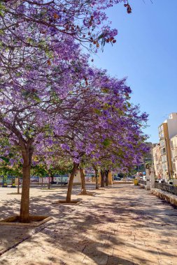 MALAGA, SPAIN - 28 Mayıs 2025: Jakaranda ağacı görkemli bir şekilde çiçek açıyor, canlı mor çiçekleri ile sokakları boyuyor ve İspanya 'nın Malaga kentinde doğal güzelliklere dokunuyor
