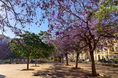 MALAGA, SPAIN - 28 Mayıs 2025: Jakaranda ağacı görkemli bir şekilde çiçek açıyor, canlı mor çiçekleri ile sokakları boyuyor ve İspanya 'nın Malaga kentinde doğal güzelliklere dokunuyor