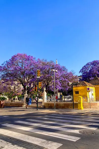 MALAGA, SPAIN - 28 Mayıs 2025: Jakaranda ağacı görkemli bir şekilde çiçek açıyor, canlı mor çiçekleri ile sokakları boyuyor ve İspanya 'nın Malaga kentinde doğal güzelliklere dokunuyor