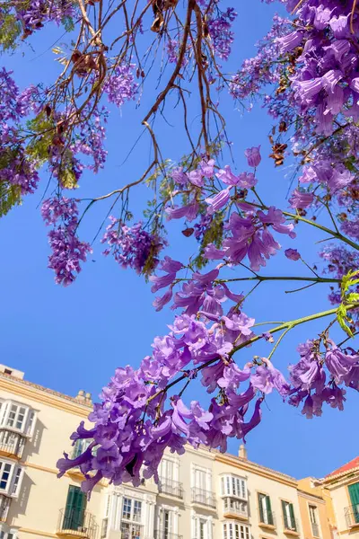 MALAGA, SPAIN - 28 Mayıs 2025: Jakaranda ağacı görkemli bir şekilde çiçek açıyor, canlı mor çiçekleri ile sokakları boyuyor ve İspanya 'nın Malaga kentinde doğal güzelliklere dokunuyor