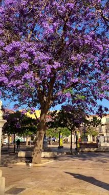 MALAGA, SPAIN - 28 Mayıs 2025: Jakaranda ağacı görkemli bir şekilde çiçek açıyor, canlı mor çiçekleri ile sokakları boyuyor ve İspanya 'nın Malaga kentinde doğal güzelliklere dokunuyor