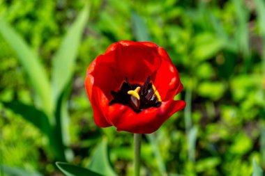 Ukrayna 'nın bahar bahçesinde güzel açan parlak laleler, açık hava manzarasına canlı renkler ve cazibe katıyor..