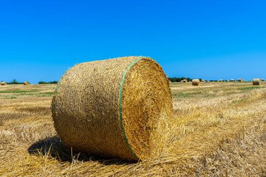 Yuvarlak saman balyaları gökyüzü arka planında yuvarlandı, sonbahar hasadı