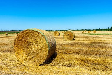 Yuvarlak saman balyaları gökyüzü arka planında yuvarlandı, sonbahar hasadı