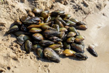 Kyiv bölgesindeki Desna Nehri kıyısı boyunca uzanan midyeler ve dağınık kabuklar, bölgenin zengin su yaşamını ön plana çıkarıyor..