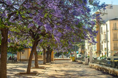 MALAGA, SPAIN - 28 Mayıs 2025: Jakaranda ağacı görkemli bir şekilde çiçek açıyor, canlı mor çiçekleri ile sokakları boyuyor ve İspanya 'nın Malaga kentinde doğal güzelliklere dokunuyor