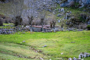 İspanya 'nın Asturias kentindeki Picos de Europa dağlarında yuva yapmış pitoresk Covadonga Gölleri nefes kesici doğal güzellik ve sükunet sunuyor.