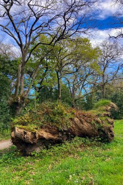 Atlantik Botanik Bahçesi, Gijon, Asturias, İspanya 'da yemyeşil, doğal bitki örtüsü ve huzurlu yürüyüş yollarıyla dolu muhteşem manzaralar sunar.