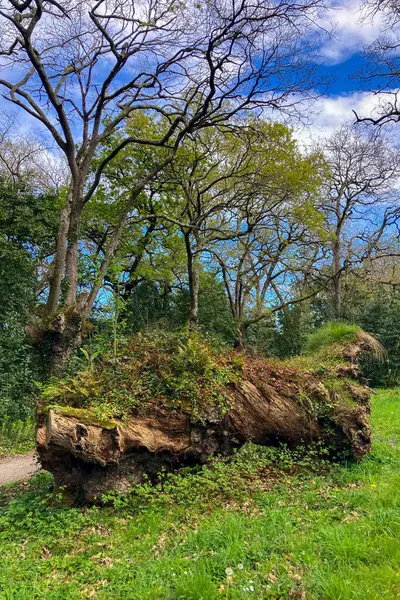 Atlantik Botanik Bahçesi, Gijon, Asturias, İspanya 'da yemyeşil, doğal bitki örtüsü ve huzurlu yürüyüş yollarıyla dolu muhteşem manzaralar sunar.