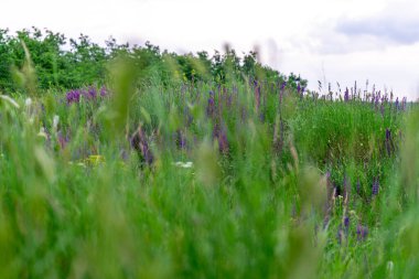 Ukrayna 'nın Poltava bölgesindeki pitoresk bir köyün üzerine bulutlu bir şafak yavaşça çöker ve kırsal alana yumuşak bir ışık tutar..