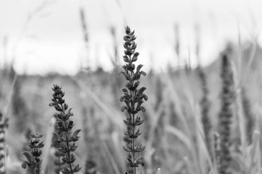 Ukrayna 'nın Poltava bölgesindeki pitoresk bir köyün üzerine bulutlu bir şafak yavaşça çöker ve kırsal alana yumuşak bir ışık tutar..