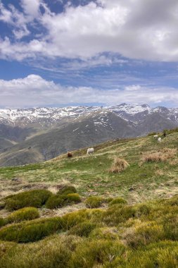 Sierra Nevada Ulusal Parkı, İspanya 'da bahar aylarında Mulhacen tepesine yürüyüş yolu.