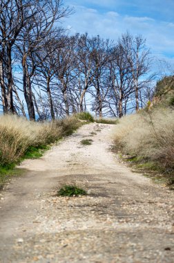 İspanya, Mijas yakınlarında terk edilmiş açık maden ocakları ve yanmış ağaçlar boyunca yürüyüş yapmak. 
