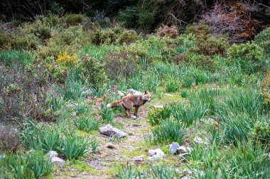 İspanya, Endülüs 'ün göbeğinde bulunan Sierra de las Nieves Ulusal Parkı' nın sakin çam ormanlarında bir tilki dolaşıyor.