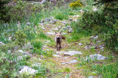 İspanya, Endülüs 'ün göbeğinde bulunan Sierra de las Nieves Ulusal Parkı' nın sakin çam ormanlarında bir tilki dolaşıyor.