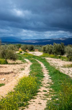 Kırsal alanlar büyülü yeşil renklerle parıldıyor, İspanya 'nın Granada eyaletinde sakin ve pitoresk bir doğal manzara yaratıyor.,