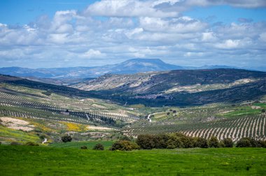 Kırsal alanlar büyülü yeşil renklerle parıldıyor, İspanya 'nın Granada eyaletinde sakin ve pitoresk bir doğal manzara yaratıyor.,