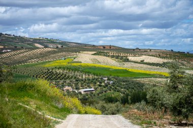 Kırsal alanlar büyülü yeşil renklerle parıldıyor, İspanya 'nın Granada eyaletinde sakin ve pitoresk bir doğal manzara yaratıyor.,