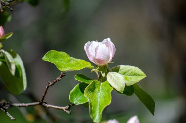 La Alcauca, Sierra Tejeda Doğal Parkı 'na kurulmuş huzurlu bir dinlenme alanıdır. Manzaralı manzaralar ve huzurlu doğa sunar.