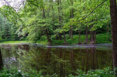 Ukrayna 'da ormanın ortasında sakin bir göl uzanır. Huzurlu bir sessizlik içinde ağaçları ve gökyüzünü yansıtır..