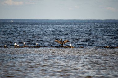 Kiev Denizi 'ndeki bahar manzaraları çiçek açan doğa, sakin sular ve Ukrayna' nın başkenti Kyiv 'de mevsimsel rahatlama için mükemmel ferahlatıcı bir atmosfer.