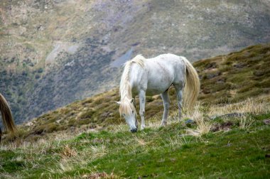 Sierra Nevada Ulusal Parkı, İspanya 'da ilkbaharda yeşil çayırdaki atlar