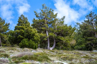 Sierra Nevada Ulusal Parkı, İspanya 'da bahar aylarında Mulhacen tepesine yürüyüş yolu.