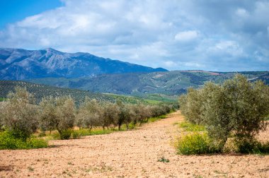 Kırsal alanlar büyülü yeşil renklerle parıldıyor, İspanya 'nın Granada eyaletinde sakin ve pitoresk bir doğal manzara yaratıyor.,