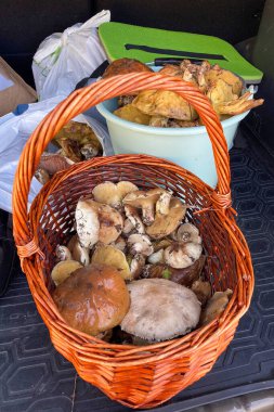 Ormanda yabani mantarlar, Endülüs, Sierra Tejeda Doğal Parkı, İspanya