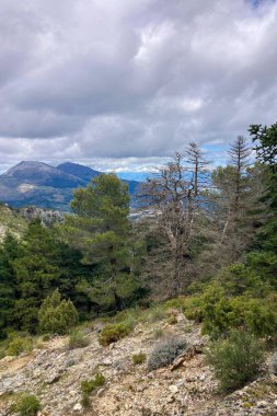 Yunquera 'nın panoramik manzarası ve Puerto Saucillo' dan uzanan çam ormanı manzarası, Sierra de las Nieves Ulusal Parkı, Endülüs, İspanya
