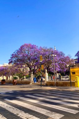 MALAGA, SPAIN - 28 Mayıs 2025: Jakaranda ağacı görkemli bir şekilde çiçek açıyor, canlı mor çiçekleri ile sokakları boyuyor ve İspanya 'nın Malaga kentinde doğal güzelliklere dokunuyor