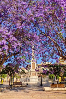 MALAGA, SPAIN - 28 Mayıs 2025: Jakaranda ağacı görkemli bir şekilde çiçek açıyor, canlı mor çiçekleri ile sokakları boyuyor ve İspanya 'nın Malaga kentinde doğal güzelliklere dokunuyor