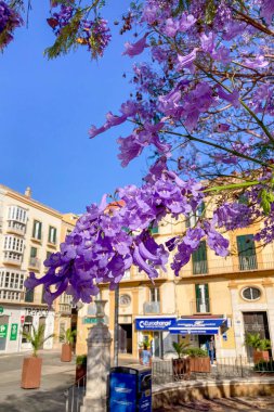 MALAGA, SPAIN - 28 Mayıs 2025: Jakaranda ağacı görkemli bir şekilde çiçek açıyor, canlı mor çiçekleri ile sokakları boyuyor ve İspanya 'nın Malaga kentinde doğal güzelliklere dokunuyor