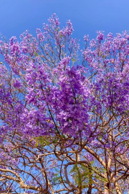 MALAGA, SPAIN - 28 Mayıs 2025: Jakaranda ağacı görkemli bir şekilde çiçek açıyor, canlı mor çiçekleri ile sokakları boyuyor ve İspanya 'nın Malaga kentinde doğal güzelliklere dokunuyor
