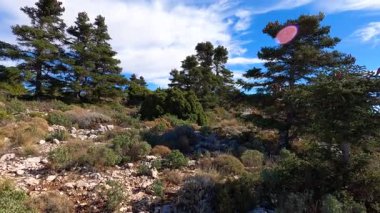 Torrecilla, Sierra de las Nieves Ulusal Parkı, Endülüs, İspanya
