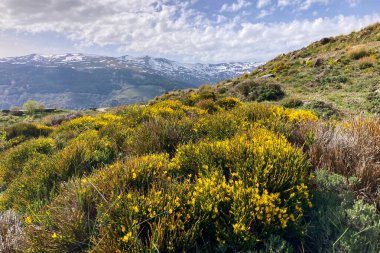 Sierra Nevada Ulusal Parkı, İspanya 'da bahar aylarında Mulhacen tepesine yürüyüş yolu.