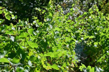 Viyana 'da yaz aylarında botanik bahçesi