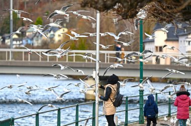 Birçok martı kışın Traunsee Gmunden Gölü 'nde hoplayıp zıplar.